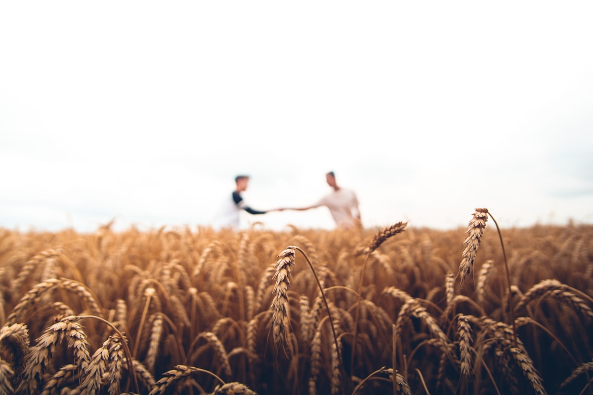 Golden harvest field at Farm and Kettle Products farm